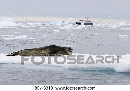 Stock Photo - Leopard seal (Hydrurga leptonyx) lying on an ice floe with a ship in the background, Antarctica. Fotosearch