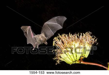 Lesser Long-Nosed bat (Leptonycteris yerbabuenae) flying over an agave plant View Large Photo Image Stock Image - Lesser Long-Nosed bat (Leptonycteris yerbabuenae) flying over an agave plant. Fotosearch