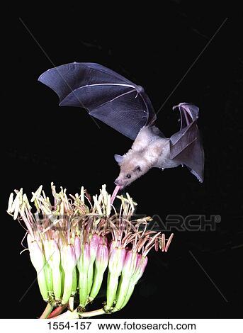 Stock Photo - Lesser Long-Nosed bat (Leptonycteris yerbabuenae) feeding nectar of an agave plant. Fotosearch