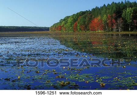 Lily pads in a lake, Pine Acres Lake, James L. Goodwin State Forest, Hampton, Connecticut, USA View Large Photo Image Stock Image - Lily pads in a lake, Pine Acres Lake, James L. Goodwin State Forest, Hampton, Connecticut, USA. Fotosearch