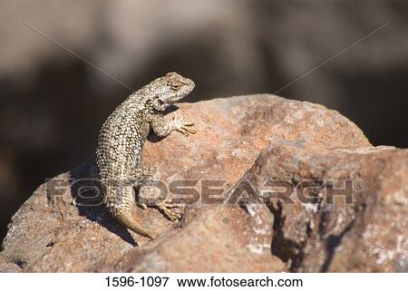 Lizard on a rock, Trout Creek Trail, near Prineville, Oregon, USA View Large Photo Image Stock Photo - Lizard on a rock, Trout Creek Trail, near Prineville, Oregon, USA. Fotosearch