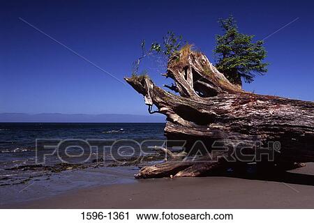 Log on the beach, Strait of Juan De Fuca, Shipwreck Point Natural Area Preserve, Clallam County, Washington State, USA View Large Photo Image Stock Image - Log on the beach, Strait of Juan De Fuca, Shipwreck Point Natural Area Preserve, Clallam County, Washington State, USA. Fotosearch