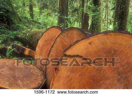 Logs in a forest, Quinault National Recreation Trail, Olympic National Forest, Washington State, USA View Large Photo Image Stock Image - Logs in a forest, Quinault National Recreation Trail, Olympic National Forest, Washington State, USA. Fotosearch