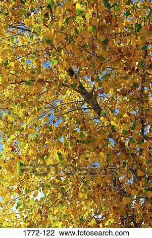 Low angle view of a cottonwood tree, Boysen State Park, Wyoming, USA View Large Photo Image Stock Image - Low angle view of a cottonwood tree, Boysen State Park, Wyoming, USA. Fotosearch