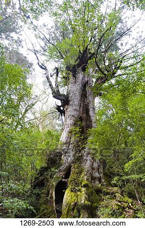 Low angle view of a Daiosugi cedar tree in a forest, Yakushima Island, Kagoshima Prefecture, Japan View Large Photo Image Stock Image - Low angle view of a Daiosugi cedar tree in a forest, Yakushima Island, Kagoshima Prefecture, Japan. Fotosearch