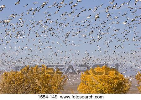 Low angle view of a flock of Snow geese (Chen caerulescens) flying over cottonwood trees, Bosque del Apache National Wildlife Refuge, New Mexico, USA View Large Photo Image Stock Photo - Low angle view of a flock of Snow geese (Chen caerulescens) flying over cottonwood trees, Bosque del Apache National Wildlife Refuge, New Mexico, USA. Fotosearch