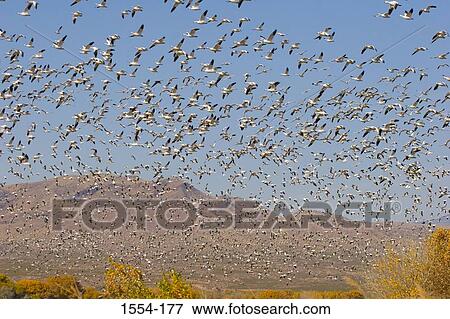 Low angle view of a flock of Snow geese (Chen caerulescens) flying, Bosque del Apache National Wildlife Refuge, New Mexico, USA View Large Photo Image Stock Photo - Low angle view of a flock of Snow geese (Chen caerulescens) flying, Bosque del Apache National Wildlife Refuge, New Mexico, USA. Fotosearch
