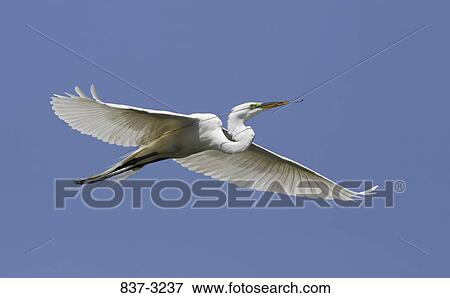 Low angle view of a Great egret (Ardea alba) flying in the sky View Large Photo Image Stock Photo - Low angle view of a Great egret (Ardea alba) flying in the sky. Fotosearch