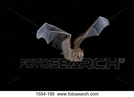 Low angle view of a Great Fruit-Eating bat (Artibeus lituratus) flying View Large Photo Image Stock Photography - Low angle view of a Great Fruit-Eating bat (Artibeus lituratus) flying. Fotosearch