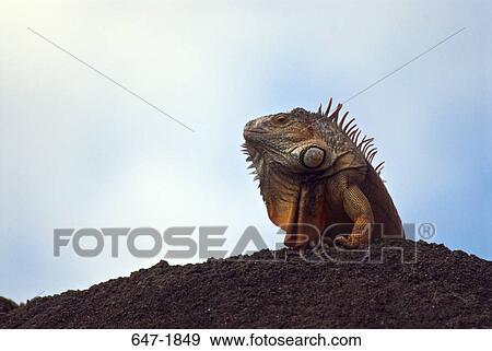 Low angle view of a Green iguana (Iguana iguana) View Large Photo Image Stock Photo - Low angle view of a Green iguana (Iguana iguana). Fotosearch
