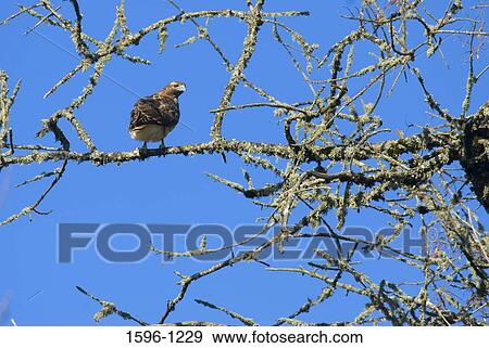 Low angle view of a hawk perching on a branch, William L. Finley National Wildlife Refuge, Oregon, USA View Large Photo Image Stock Photo - Low angle view of a hawk perching on a branch, William L. Finley National Wildlife Refuge, Oregon, USA. Fotosearch