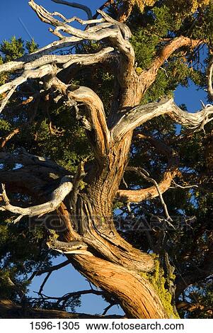 Low angle view of a Juniper tree, Ebbetts Pass Scenic Byway, Stanislaus National Forest, California, USA View Large Photo Image Stock Photography - Low angle view of a Juniper tree, Ebbetts Pass Scenic Byway, Stanislaus National Forest, California, USA. Fotosearch
