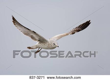 Low angle view of a Juvenile Ring-Billed gull (Larus delawarensis) flying in the sky View Large Photo Image Stock Image - Low angle view of a Juvenile Ring-Billed gull (Larus delawarensis) flying in the sky. Fotosearch