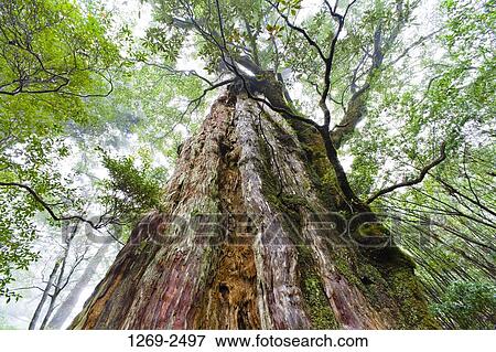 Low angle view of a Kigensugi cedar tree, Yakushima Island, Kagoshima Prefecture, Japan View Large Photo Image Stock Photo - Low angle view of a Kigensugi cedar tree, Yakushima Island, Kagoshima Prefecture, Japan. Fotosearch