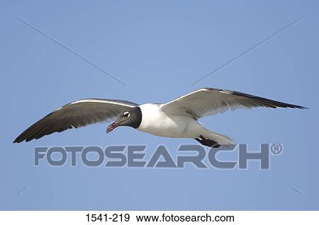 Low angle view of a Laughing Gull (Larus atricilla) flying in the sky View Large Photo Image Stock Photo - Low angle view of a Laughing Gull (Larus atricilla) flying in the sky. Fotosearch
