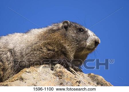 Low angle view of a marmot (Marmota vancouverensis) on a stone, Alpine Lakes Wilderness, Wenatchee National Forest, Washington State, USA View Large Photo Image Stock Image - Low angle view of a marmot (Marmota vancouverensis) on a stone, Alpine Lakes Wilderness, Wenatchee National Forest, Washington State, USA. Fotosearch