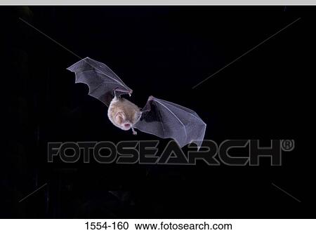 Stock Image - Low angle view of a Mexican Funnel-Eared bat (Natalus stramineus). Fotosearch