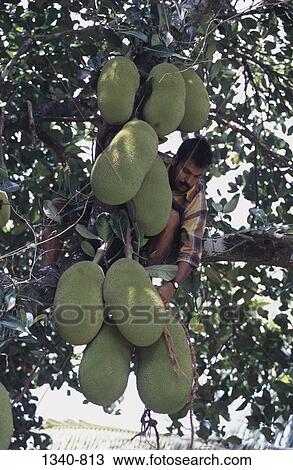 Low angle view of a mid adult man picking jackfruits, Silent Valley National Park, Palakkad District, Kerala, India View Large Photo Image Stock Image - Low angle view of a mid adult man picking jackfruits, Silent Valley National Park, Palakkad District, Kerala, India. Fotosearch