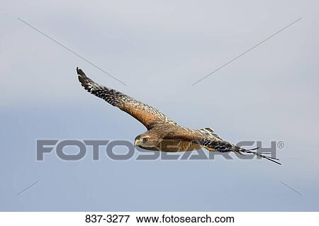 Low angle view of a Red-Shouldered hawk (Buteo lineatus) flying in the sky View Large Photo Image Stock Photo - Low angle view of a Red-Shouldered hawk (Buteo lineatus) flying in the sky. Fotosearch