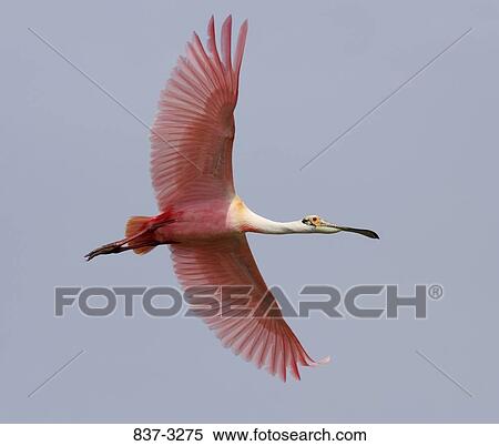 Low angle view of a Roseate spoonbill (Ajaja ajaja) flying in the sky View Large Photo Image Stock Photography - Low angle view of a Roseate spoonbill (Ajaja ajaja) flying in the sky. Fotosearch