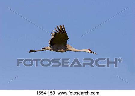 Low angle view of a Sandhill crane (Grus canadensis) flying View Large Photo Image Stock Image - Low angle view of a Sandhill crane (Grus canadensis) flying. Fotosearch