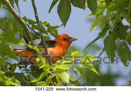 Low angle view of a Scarlet Tanager (Piranga olivacea) perching on a tree branch View Large Photo Image Stock Photography - Low angle view of a Scarlet Tanager (Piranga olivacea) perching on a tree branch. Fotosearch