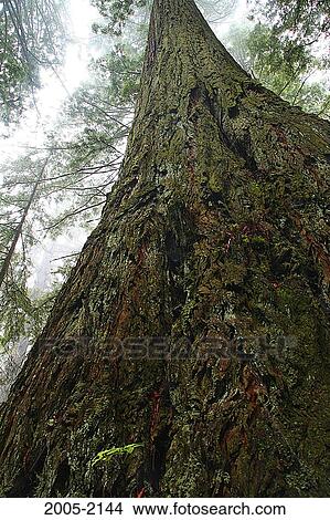 Low angle view of a tree, Redwood National Park, California, USA View Large Photo Image Picture - Low angle view of a tree, Redwood National Park, California, USA. Fotosearch