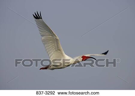 Stock Image - Low angle view of a White ibis (Eudocimus albus) flying in the sky. Fotosearch