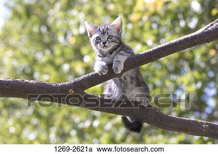 Low angle view of an American Shorthair kitten on the branch of a tree View Large Photo Image Stock Image - Low angle view of an American Shorthair kitten on the branch of a tree. Fotosearch
