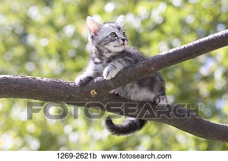 Low angle view of an American Shorthair kitten on the branch of a tree View Large Photo Image Stock Image - Low angle view of an American Shorthair kitten on the branch of a tree. Fotosearch