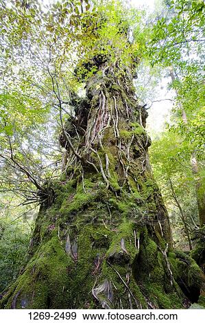 Low angle view of an Okinasugi cedar tree, Yakushima Island, Kagoshima Prefecture, Japan View Large Photo Image Stock Photo - Low angle view of an Okinasugi cedar tree, Yakushima Island, Kagoshima Prefecture, Japan. Fotosearch