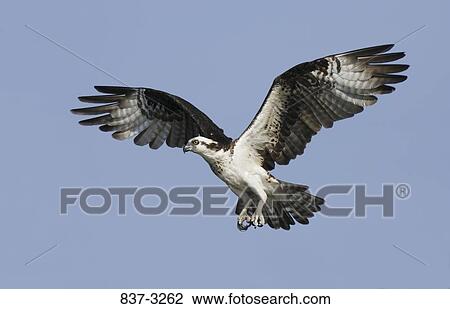 Low angle view of an osprey (Pandion haliaetus) flying in the sky View Large Photo Image Stock Image - Low angle view of an osprey (Pandion haliaetus) flying in the sky. Fotosearch
