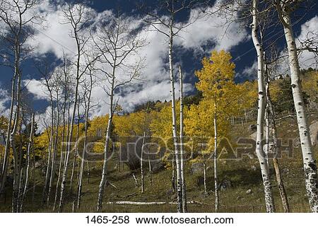 Low angle view of aspen trees in a forest, Rocky Mountain National Park, Colorado, USA View Large Photo Image Stock Photo - Low angle view of aspen trees in a forest, Rocky Mountain National Park, Colorado, USA. Fotosearch
