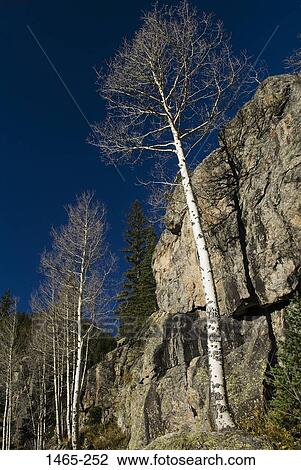 Low angle view of aspen trees on a mountain, Rocky Mountain National Park, Colorado, USA View Large Photo Image Stock Image - Low angle view of aspen trees on a mountain, Rocky Mountain National Park, Colorado, USA. Fotosearch