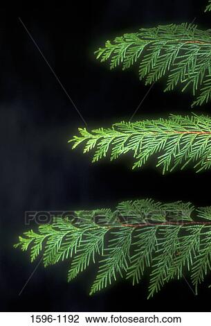 Low angle view of cedar branches View Large Photo Image Stock Image - Low angle view of cedar branches. Fotosearch