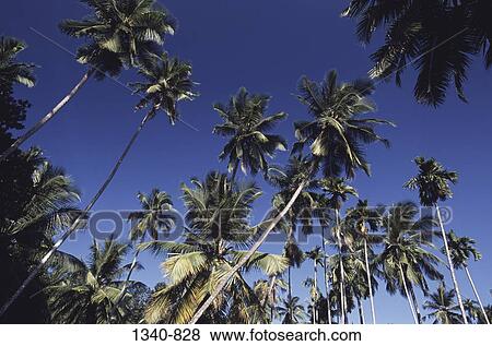 Low angle view of coconut palm trees, Tamil Nadu, India View Large Photo Image Stock Photo - Low angle view of coconut palm trees, Tamil Nadu, India. Fotosearch