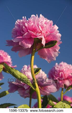 Stock Image - Low angle view of Peony flowers, Brooks, Oregon, USA. Fotosearch