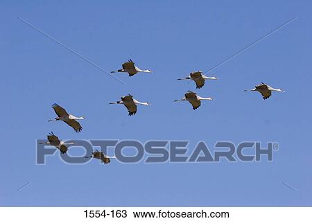 Low angle view of Sandhill cranes (Grus canadensis) flying View Large Photo Image Stock Image - Low angle view of Sandhill cranes (Grus canadensis) flying. Fotosearch