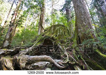 Low angle view of trees in a forest, Wilson Stump, Yakushima Island, Kagoshima Prefecture, Japan View Large Photo Image Stock Image - Low angle view of trees in a forest, Wilson Stump, Yakushima Island, Kagoshima Prefecture, Japan. Fotosearch