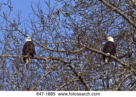 Low angle view two Bald eagles (Haliaeetus leucocephalus) perching on a tree, Alaska Chilkat Bald Eagle Preserve, Haines, Alaska, USA View Large Photo Image Stock Photography - Low angle view two Bald eagles (Haliaeetus leucocephalus) perching on a tree, Alaska Chilkat Bald Eagle Preserve, Haines, Alaska, USA. Fotosearch