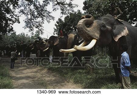 Mahouts standing with their elephants at a traditional Elephant Day celebration, Indira Gandhi National Park, Coimbatore, Tamil Nadu, India View Large Photo Image Stock Photo - Mahouts standing with their elephants at a traditional Elephant Day celebration, Indira Gandhi National Park, Coimbatore, Tamil Nadu, India. Fotosearch