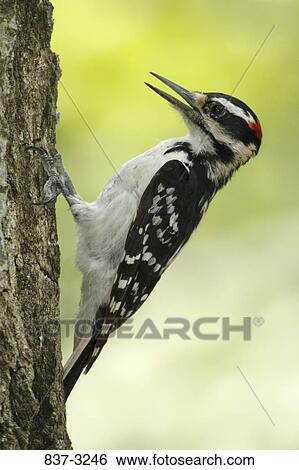 Male Hairy woodpecker (Picoides villosus) on a tree trunk View Large Photo Image Stock Photograph - Male Hairy woodpecker (Picoides villosus) on a tree trunk. Fotosearch