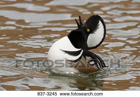 Male Hooded merganser (Lophodytes cucullatus) swimming in water View Large Photo Image Stock Photography - Male Hooded merganser (Lophodytes cucullatus) swimming in water. Fotosearch