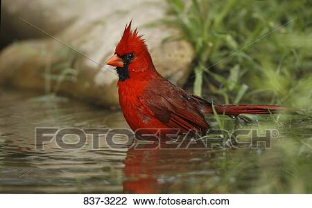 Male Northern cardinal (Cardinalis cardinalis) bathing in a pond View Large Photo Image Stock Image - Male Northern cardinal (Cardinalis cardinalis) bathing in a pond. Fotosearch