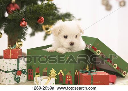Maltese dog in a gift box View Large Photo Image Stock Image - Maltese dog in a gift box. Fotosearch
