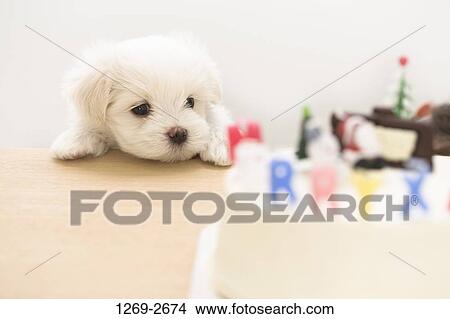 Picture - Maltese dog looking at alphabets. Fotosearch