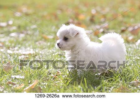 Stock Image - Maltese puppy in a field. Fotosearch
