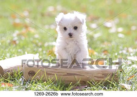 Maltese puppy in a field View Large Photo Image Stock Image - Maltese puppy in a field. Fotosearch