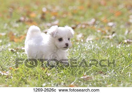Maltese puppy in a field View Large Photo Image Stock Image - Maltese puppy in a field. Fotosearch