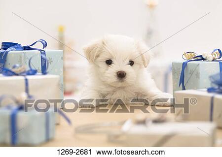 Maltese puppy looking at gifts View Large Photo Image Stock Image - Maltese puppy looking at gifts. Fotosearch
